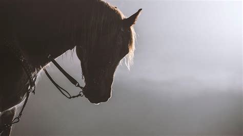 追風之馬值多少錢：夢幻座騎與無價情懷的交織探討