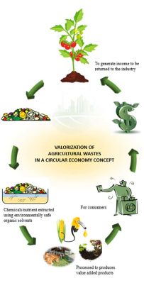 哪裏常年收購麻梨疙瘩？談論農業廢棄物的利用與價值